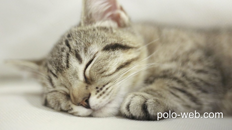 Macで FileZilla のダウンロードとインストール – M1 Mac対応