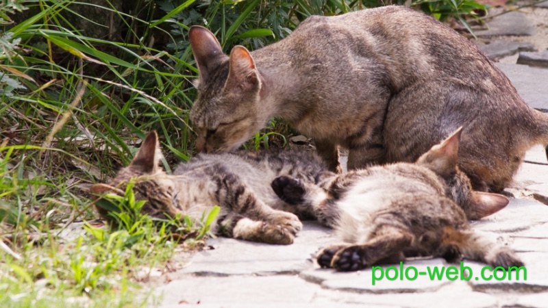 Affinity Photo Tutorial-6｜レイヤーマスクの作成